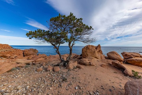 Coastal landscape with bizarre red rocks and gnarled trees with a view of the sea in the sunshine,