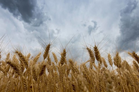 Summer wheat field and Storm clouds