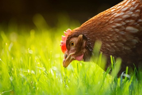 Close-up of brown hen chicken looking for food in the grass on a sunny day