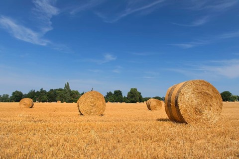 Agricultural landscape with straw rolls in the fields