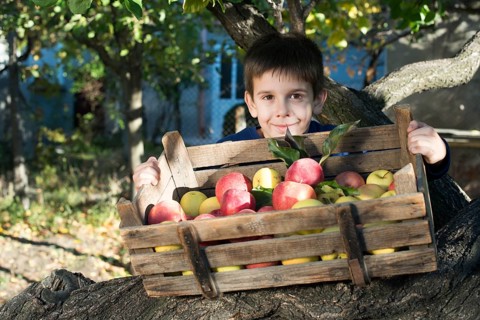 Apples in an old wooden crate on tree. Child authentic image