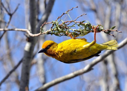 Cape Weaver, Ploceus capensis, a resident breeding bird species endemic to South Africa building a