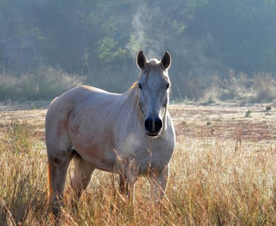 White horse stallion in field at sunrise
