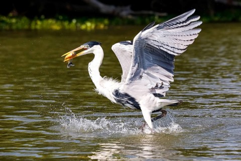 Cocoi heron catching a Pirhana in flight over river surface, Pantanal Wetlands, Mato Grosso,