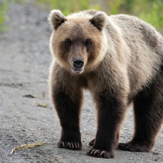 Portrait of terrible hungry Kamchatka brown bear (Ursus arctos piscator) standing, heavily
