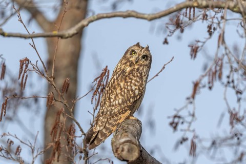 Short-eared Owl (Asio flameus) perched on a branch. Bas Rhin, Alsace, France, Europe