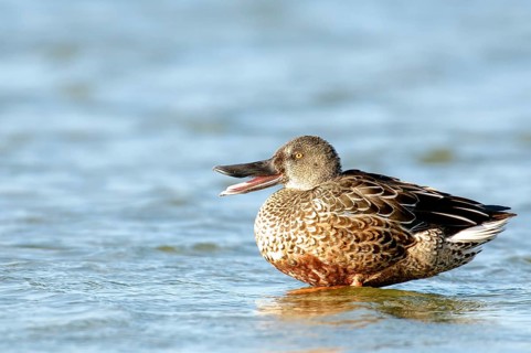 Northern Shoveler in non breeding plumage. Northern shoveler in non-breeding plumage