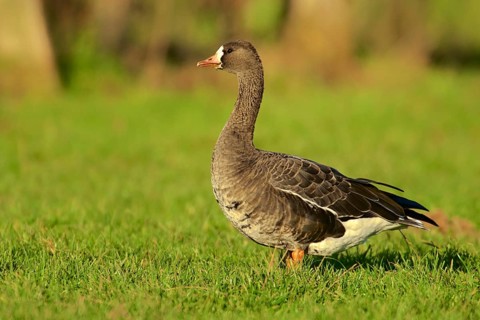 Greater white fronted goose in a field. Greater-White Fronted Geese In a field
