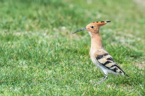 Hoopoe, Common Hoopoe (Upupa epops) Eurasian Hoopoe