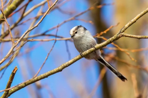 Long-tailed tit on branch (Aegithalos caudatus) Cute little Bird