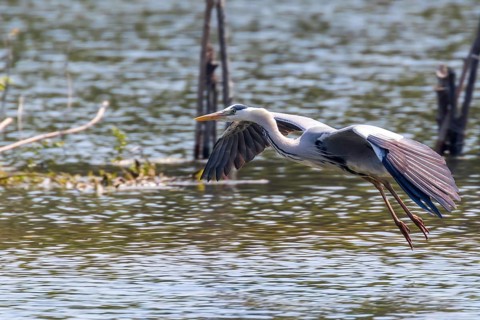 Grey Heron landing (ardea herodias) Grey Headed Heron