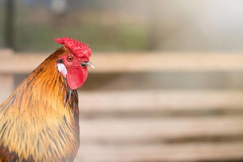 Organic chicken farm. Rooster outdoors at springtime. Rooster authentic farm