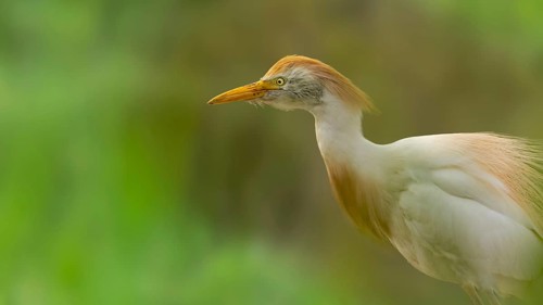 Cattle egret (Bubulcus ibis) in splendid plumage framed by green shrubs, Saintes-Maries-de-la-Mer,