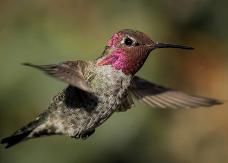 Hummingbird in Flight, Color Image, Northern California, USA, North America