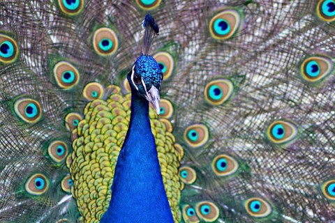 Beautiful male peacock - Pavo Scalloped ribbonfish -displaying