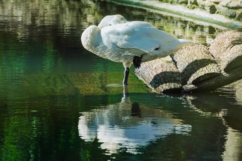 White Swan is Sleeping Standing on One Leg Varna, Bulgaria, Europe