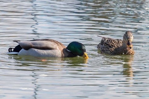 Wild ducks Mallard Male and Female Anas platyrhynchos