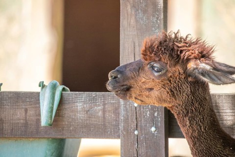 Portrait of a brown alpaca baby, Vicugna pacos, in the zoo. Big eyes, soft fur, animal in the zoo