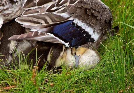 Mother Duck and Babies hidden in Saskatchewan Canada