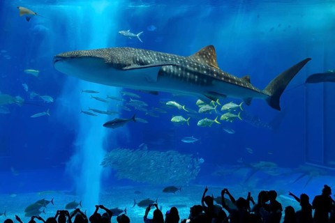 Whale shark in Okinawa Churaumi Aquarium, Japan, Asia