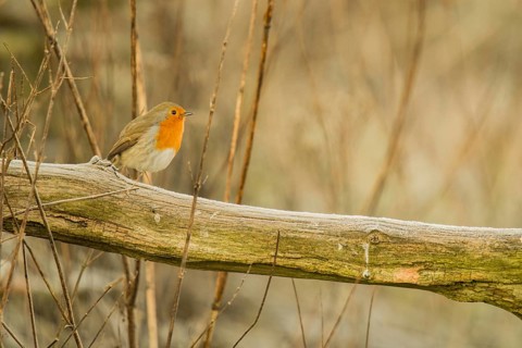 Robin on a branch
