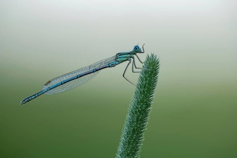 White-legged damselfly (Platycnemis pennipes)