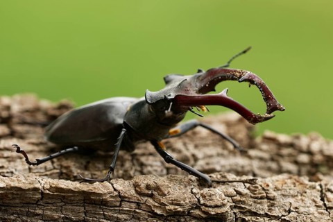Cervidae (Lucanus cervus)