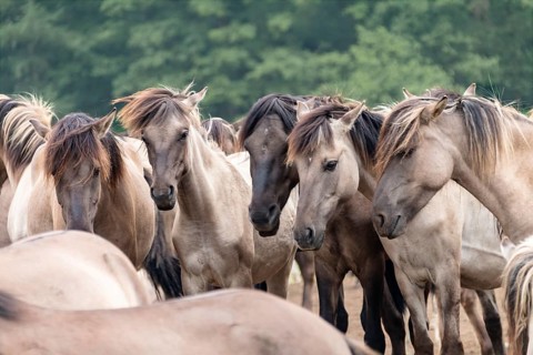 The Dülmen horses live wild near Dülmen, in the Merfelder Bruch nature reserve in North