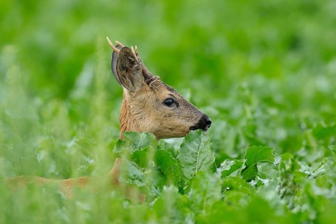 Roebuck in summer, Roebuck in summer, Capreolus capreolus, Germany, Germany, Europe
