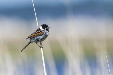 Male Common Reed Bunting (Emberiza schoeniclus) in the morning sun