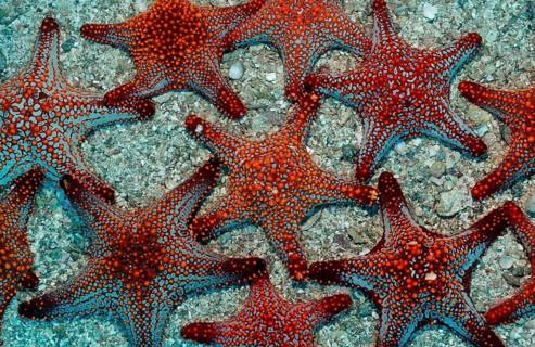 Red starfish, Asteroidea, Mexico, Lake Cortez, Lower California, La Paz, Central America
