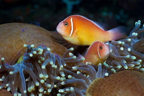 Collar anemonefish in splendour anemone, Amphiprion perideraion, Heteractis magnifica, Cenderawasih