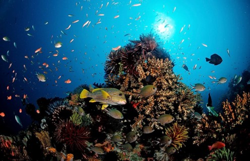 Golden-striped sweetlips and coral reef, Plectohinchus polytaenia, Bali, Indian Ocean, Indonesia,