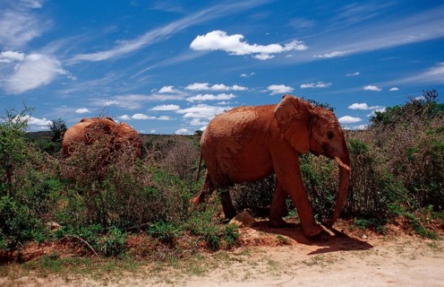 African elephant, Loxodonta africana, South Africa, Addo Elephant National Park, Africa