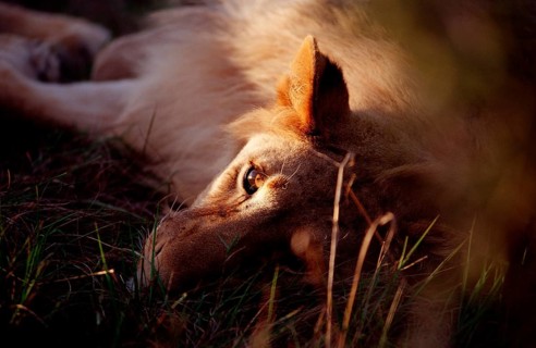 Resting lion, lion, Panthera leo, South Africa, Schotia Game Park, Africa