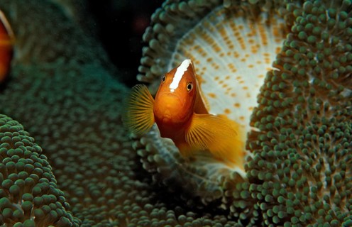 Orange skunk clownfish, Amphiprion dandaracinos, Indonesia, Wakatobi Dive Resort, Sulawesi, Indian