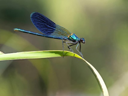 Blue-winged damselfly, dragonfly, damselfly, common damselfly, insect, insect, (Calopteryx virgo),