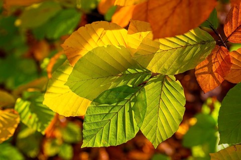 Autumn coloured leaves against the light, autumn forest, Bielefeld-Sennestadt, North