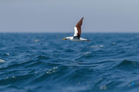 Masked booby, (Sula dactylatra), flies over the sea, flight photo, animals, birds, family of