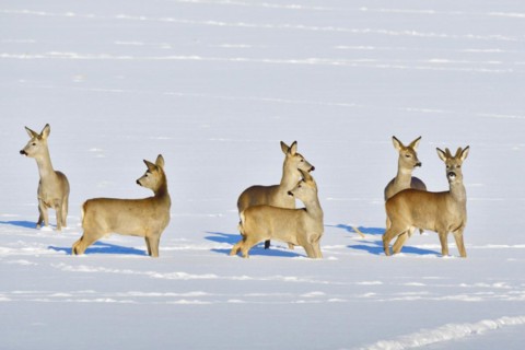 Many Roe deer run over a meadow in winter. Roe deer on the run in winter