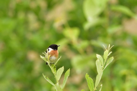Singing stonechat. Male European stonechat in the reed