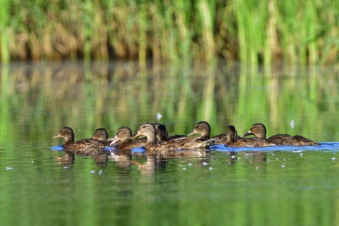 Mallard family in the morning sun, A mallard family in the morning sun
