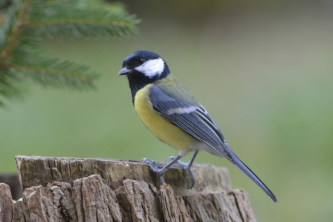 Great Tit, Parus major, Europe, europe, bird, songbirds, songbird, bird