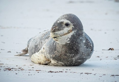 Leopard seal (Hydrurga leptonyx) resting on a beach, Volunteer Point, Falkland Islands, Great