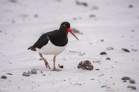 Magellanic Oystercatcher (Haematopus leucopodus), Volunteer Point, Falkland Islands Great Britain,