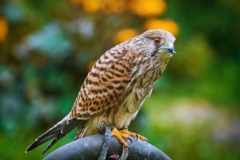 Portrait of Common Kestrel (Falco Tinnunculus) Obermaiselstein, Oberallgau, Germany, Europe