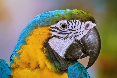 Portrait of the Macaw Parrot Varna, Bulgaria, Europe