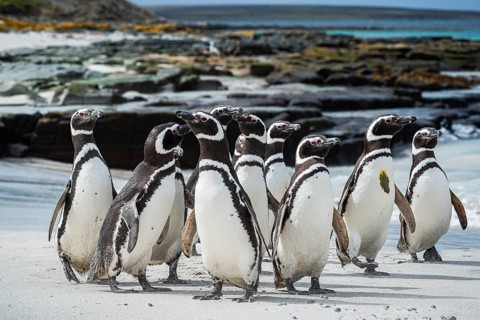 Magellanic penguins (Sphreniscus magellanicus), group on a beach, Bleaker Island, Falkland Islands,