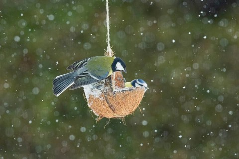 Great tit next to blue tit sitting on food dish on the right looking with snowflakes