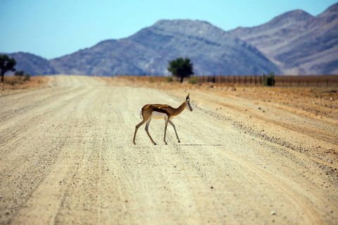 Dirt road in the African steppe. Impala antelopes cross the road. The concept of exotic tourism.
